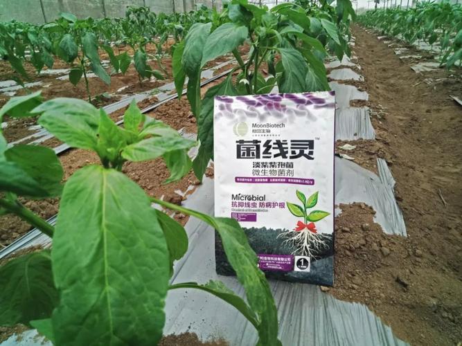 菌线灵田间应用实践 筛选优秀抗（抑）菌剂的关键探索